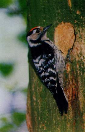 Kleinspecht Männchen