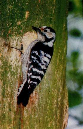 Kleinspecht Weibchen