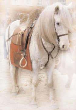 Pferd mit Sattel